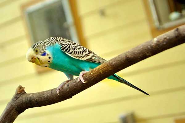 Budgies Like Dehydrated Fruits