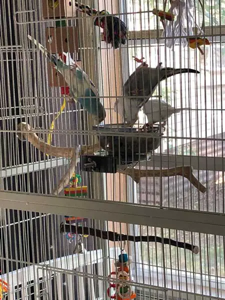 Budgies Like Honey