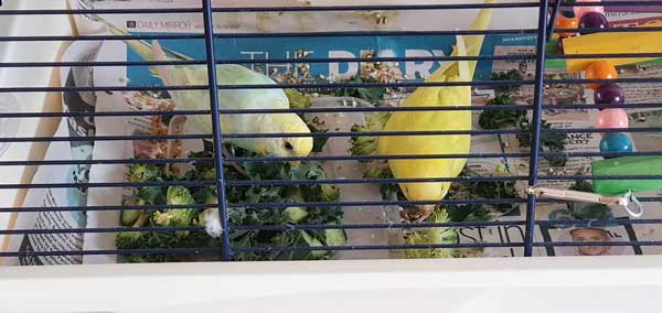 Budgies Like Kale