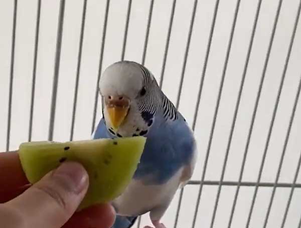 Budgies Like Kiwi