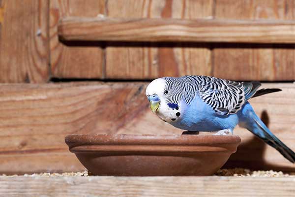 Budgies Like Peanuts