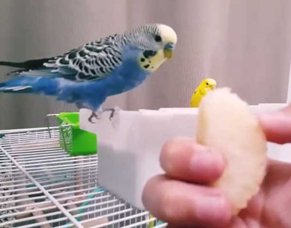 Budgies Like Pears