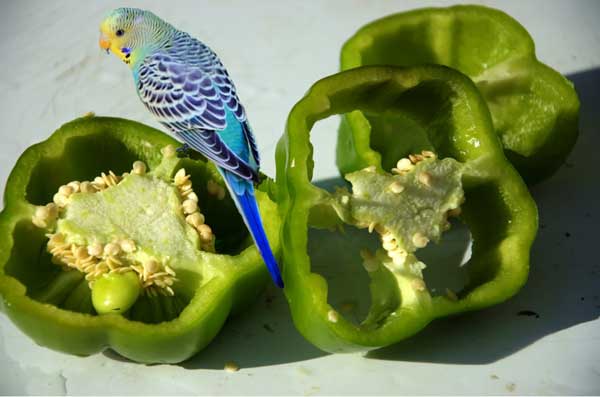 Budgies Like Peppers