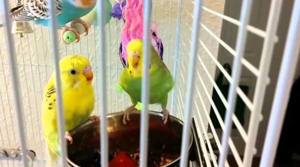 Budgies Like blueberries