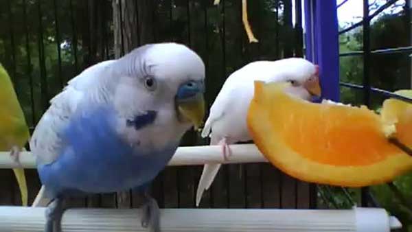 Budgies Like oranges