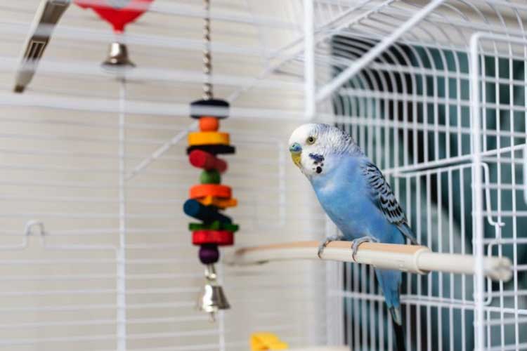 can-budgies-eat-blueberries-are-blueberry-seeds-safe-for-them