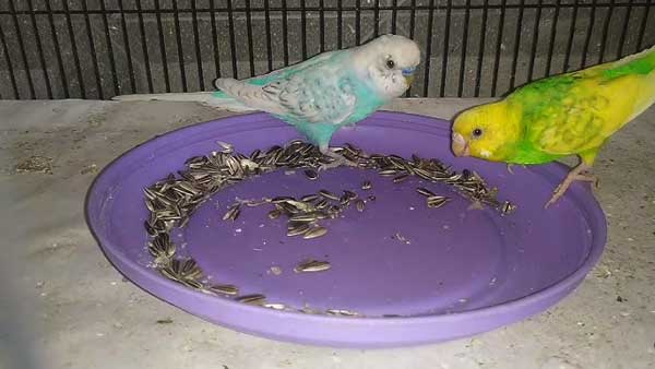 Can Budgies Eat Sunflower Seeds