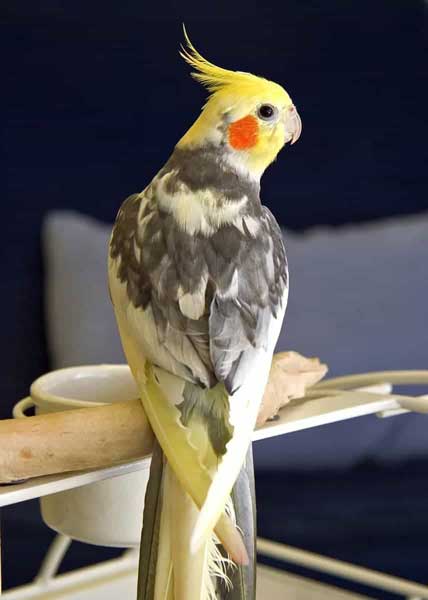 Can Cockatiels Eat Dried Strawberries