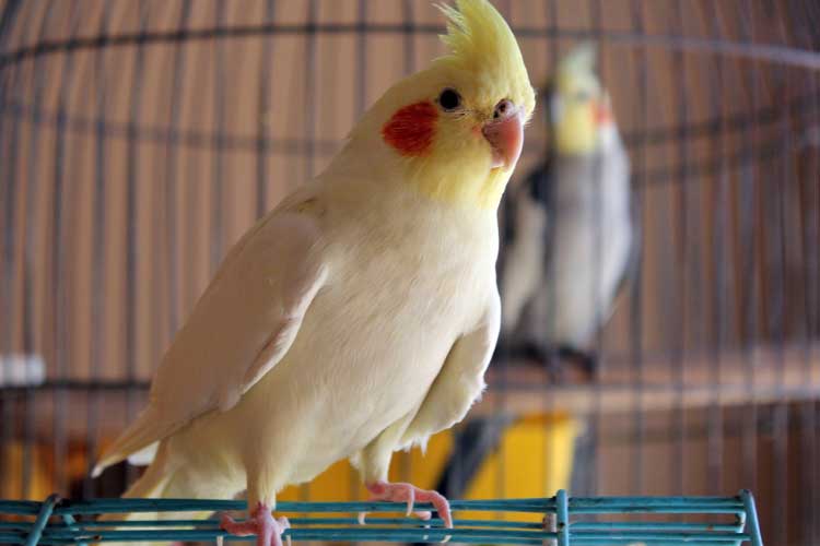 Can Cockatiels Eat Strawberries? Everything You Need To Know!