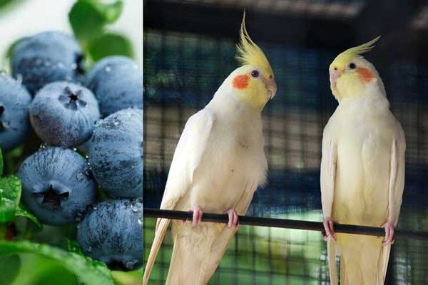 Can You Feed Blueberries to Cockatiels