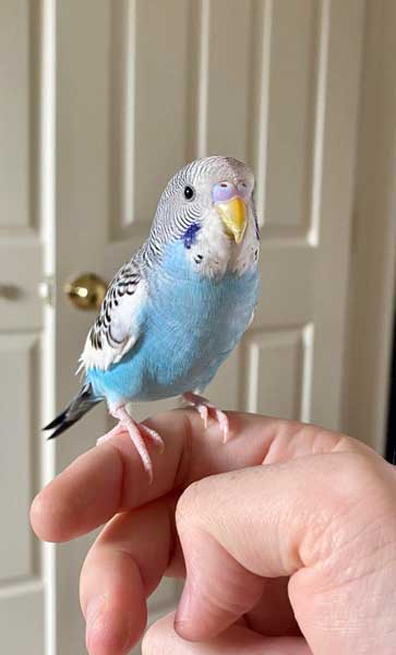 Can You Feed Cabbage To Baby Budgies