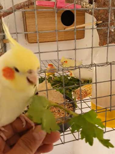 Can You Feed Celery To Cockatiels