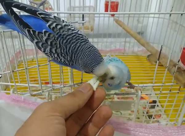 Can You Feed Cheese to Budgies