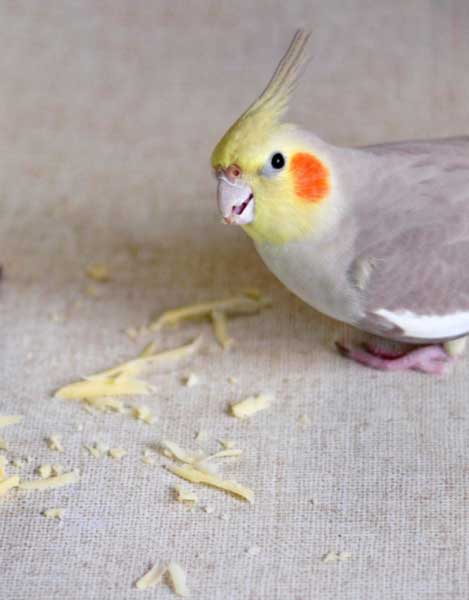 Can You Feed Cheese to Cockatiels