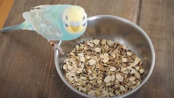Can You Feed Chia Seeds to Budgies