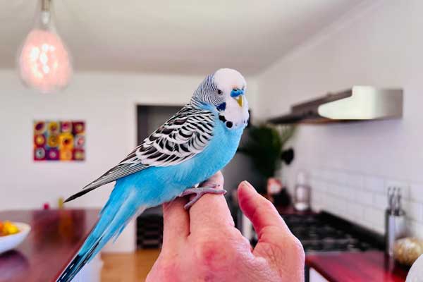 Can You Feed Chicken to Budgies