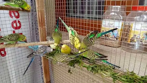 Can You Feed Cilantro to Budgies