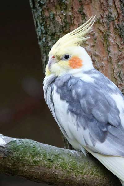Can You Feed Cilantro to Cockatiels