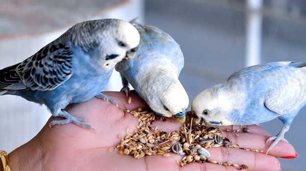 Can You Feed Cockatiel Food to Budgies