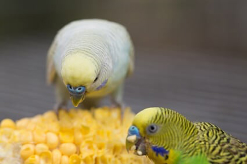 Can You Feed Corn To Baby Budgies