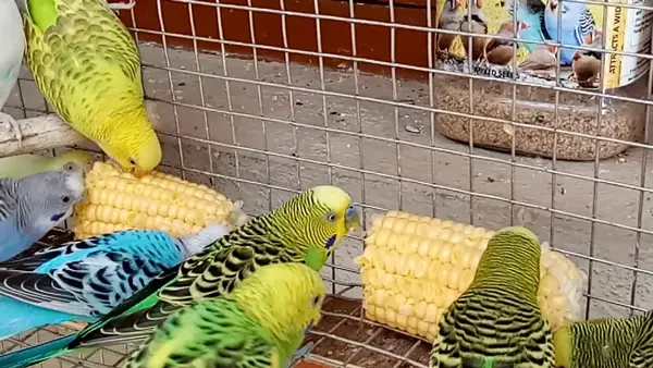 Can You Feed Corn To Budgies