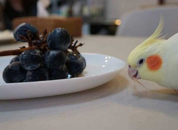 Can You Feed Grapes to Cockatiels