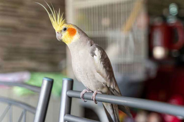 Can You Feed Honey To Baby Cockatiels