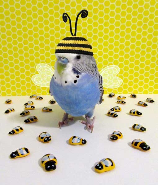 Can You Feed Honey to Budgies