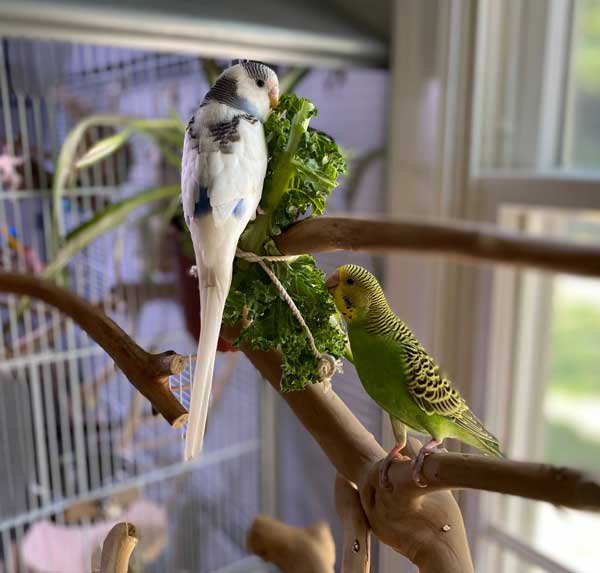 Can You Feed Kale to Budgies