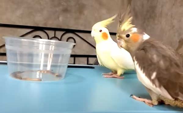 Can You Feed Mealworms To Cockatiels