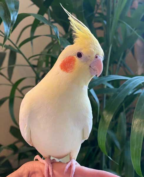 Can You Feed Onions to Cockatiels