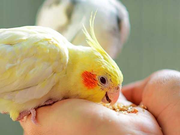 Can You Feed Parakeet Food To Cockatiels