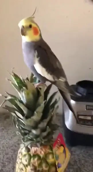 Can You Feed Pineapple To Cockatiels