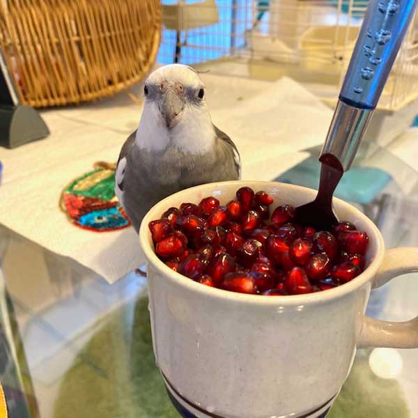 Can You Feed Pomegranate to Cockatiels