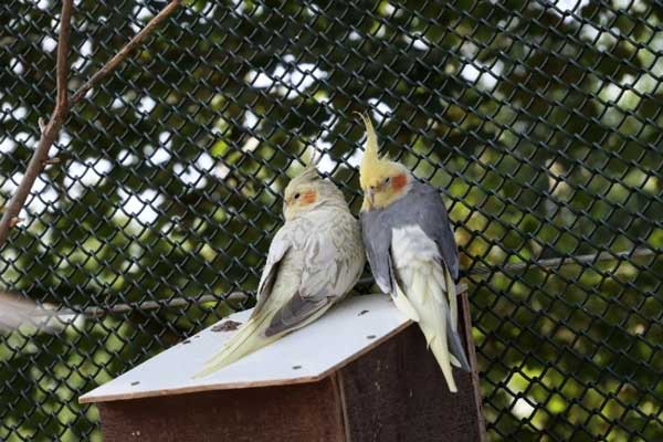 How Much Pomegranate Should Cockatiels Eat