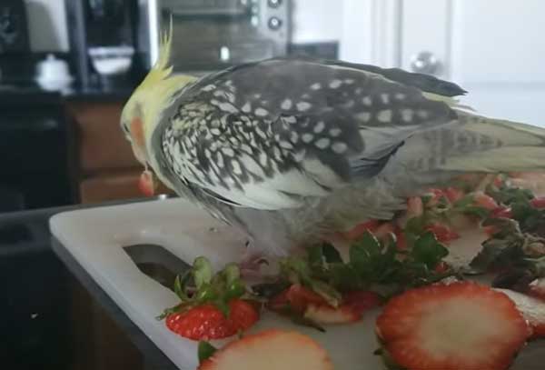 Can You Feed Strawberries To Cockatiels