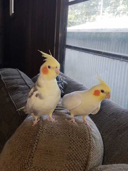 Can You Feed Watermelon to Baby Cockatiels