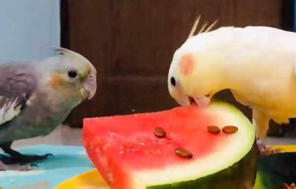 Can You Feed Watermelon to Cockatiels