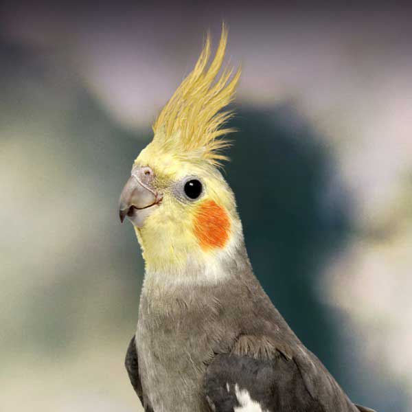 Can You feed Raisins to Cockatiels