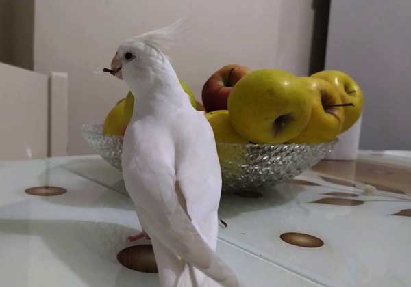 Can you Feed Apples to Cockatiels