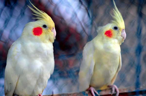 Can you Feed Cherries to Cockatiels