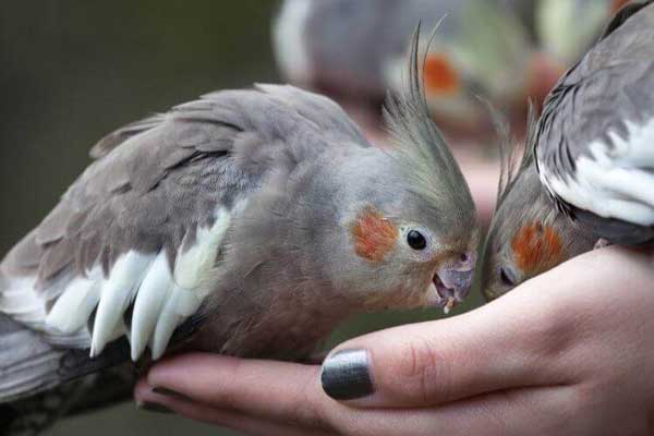 Can you Feed Raspberries to Baby Cockatiels