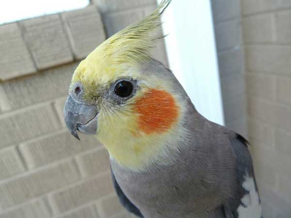 Can you Feed Raspberries to Cockatiels