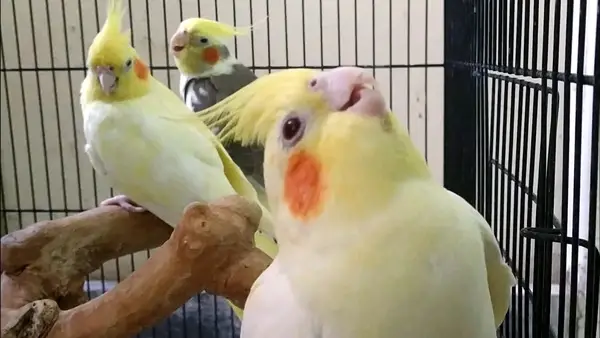 Can you feed Bananas to Cockatiels