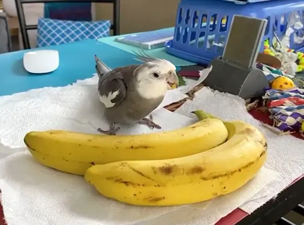 Can you feed Bananas to Cockatiels