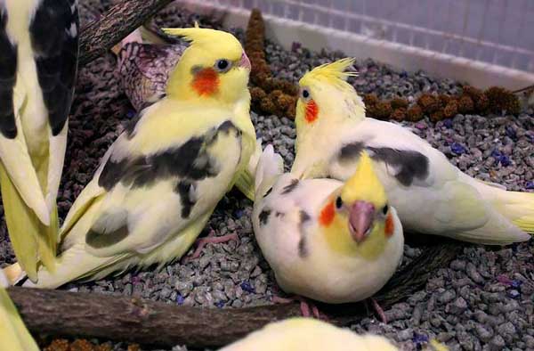 Can you feed Carrots to baby Cockatiels
