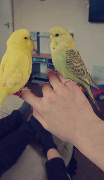Can you feed Honey to Baby Budgies