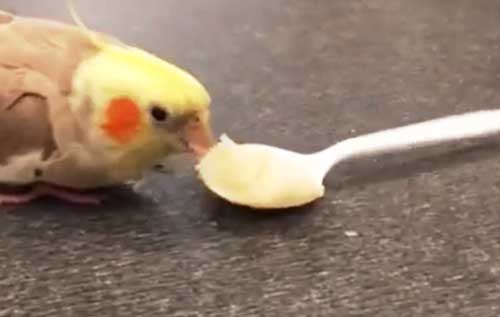 Can you feed Potatoes to Cockatiels