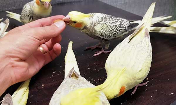 Can you feed almonds to baby cockatiels