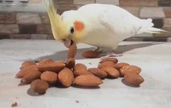 Can you feed almonds to cockatiels